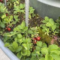 地植えの画像