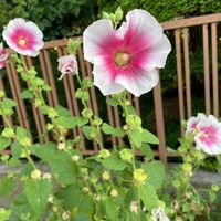 クコ,パキラかも,朝顔 花王,ハイドロカルチャー,エントランスの画像
