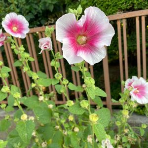 クコ,パキラかも,朝顔 花王,ハイドロカルチャー,エントランスの画像