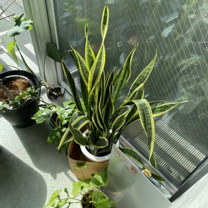 オリヅルラン,オリヅルラン,サンセベリア コパートーン,多肉植物トパーズ,サンセベリア フランシシーの画像