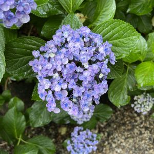 紫陽花,インテリアハンギング-2021,キッチンの画像