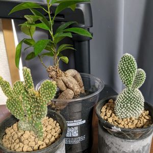 パキラ,お出かけ先,お出かけ先の画像
