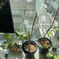 パキラ,部屋,窓辺の画像