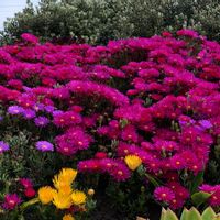 アリウム,パキラ,バロック,植物園,かわいいの画像