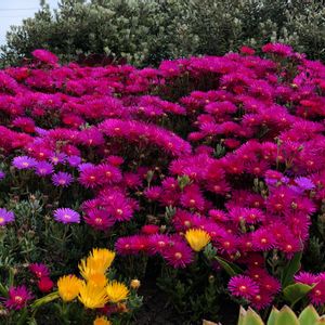 アリウム,パキラ,バロック,植物園,かわいいの画像