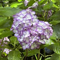 アジサイ,トマト,カレー,パキラの白い花,デスクの画像