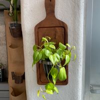 アーティチョーク,ポトス,地植え,デブ活の画像