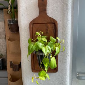 アーティチョーク,ポトス,地植え,デブ活の画像