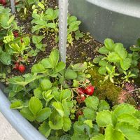 サボテン,地植え,非公認300いいねの画像