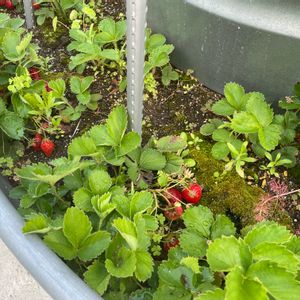 サボテン,地植え,非公認300いいねの画像