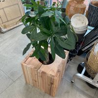 パキラの画像