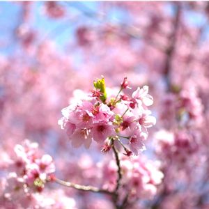 玄関アプローチ,トイレ・洗面所の画像