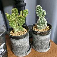 パキラ,サフィニア,サフィニア,サフィニア,キーボードの画像