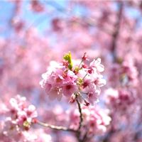 パキラ,サフィニア,サフィニア,サフィニア,サフィニアの画像