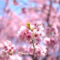 サフィニア,サフィニア,サフィニア,ベランダの画像