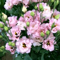 ヒガンバナ,ほぼまんなか,ぶどうです,バルコニー/ベランダの画像