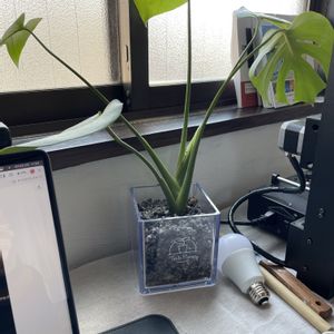 モンステラの画像