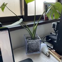 パキラの画像