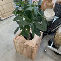 パキラの画像