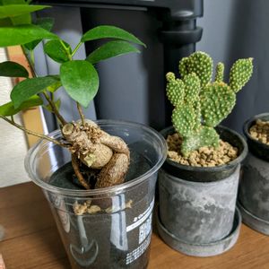 バニーカクタス,はしっこ,なんかえる,どやどや,なさきの画像