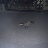 ナンキンハゼの画像