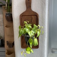 ポトスの画像