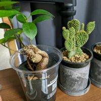 トマト,トマト,トマト,パキラ,万葉植物 あさがほの画像
