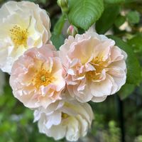 アークトチス,パキラ,リビング・ダイニング,トイレ・洗面所の画像