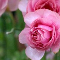 薔薇の画像
