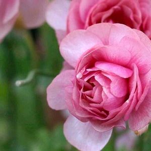 薔薇の画像