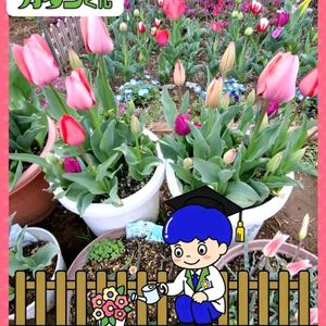 玄関アプローチ,庭,リビング・ダイニング,玄関内側,トイレ・洗面所の画像